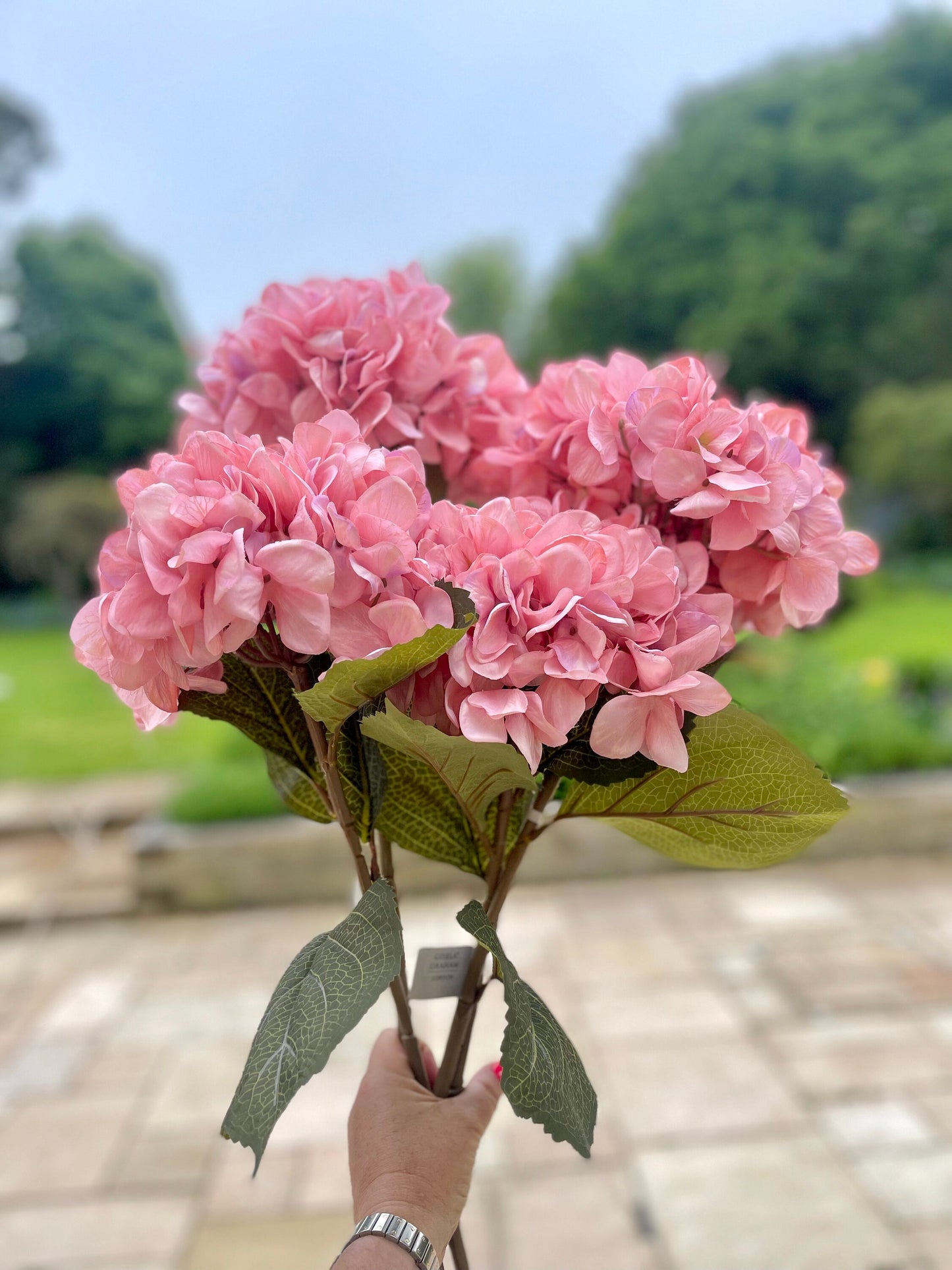 Pink Giant Hydrangea - 83cm